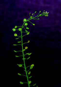 Passerage de Virginie (Lepidium virginicum)