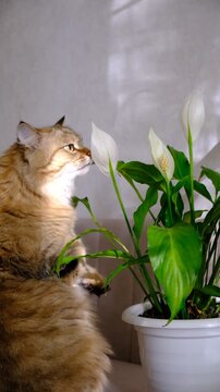 Cute tabby cat playing with green potted houseplant. Kitten biting home plants. Funny Pampered Pets. Animals behavior	