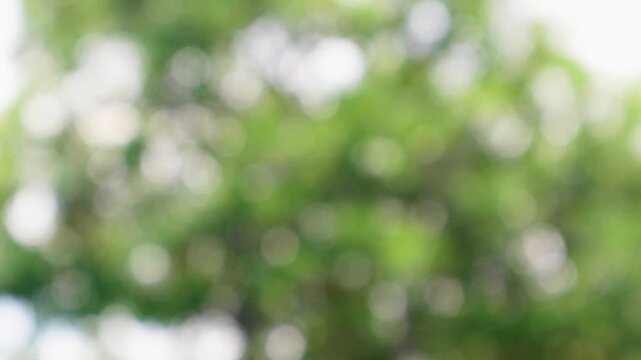 Abstract blurred green leaves with morning sunlight bokeh background