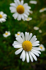 Fototapeta premium Daisy Flower Close Up With Soft Green Background