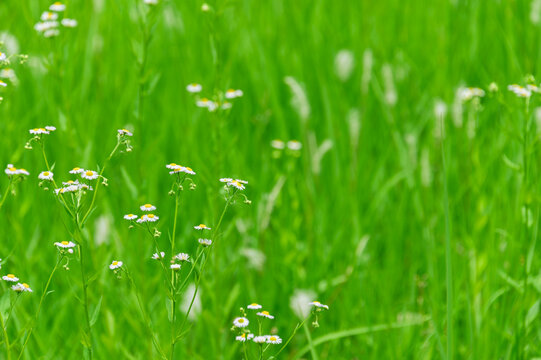 Beautiful small white philadelphia fleabane flowers blooming in a vibrant green meadow with copy space