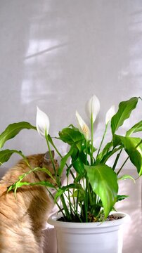 Cute tabby cat playing with green potted houseplant. Kitten biting home plants. Funny Pampered Pets. Animals behavior