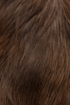 Vertical shot of brown dog fur texture background close up. Fluffy animal coat pattern, soft hair of border collie puppy, rustic organic wool backdrop, grooming and pet hygiene concept wallpaper