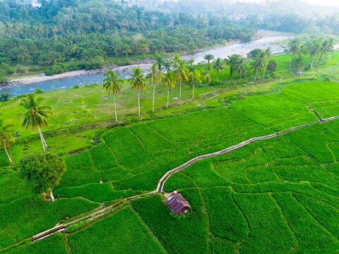 Aerial view of rice fields in Taba Tembilang with a small wooden hut and palm trees near a flowing river in Arga Makmur, Bengkulu, Indonesia.