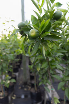 Green citrus fruits are clustering on leafy branch in nursery rows, pots lining narrow aisle