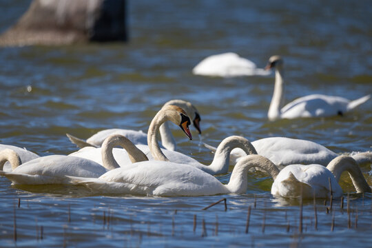 Flock of mute swans swimming and foraging in the sea near a large rock