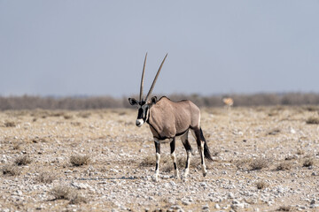 Oryx in Etosha, Namibia © Marcel Rudolph-Gajda