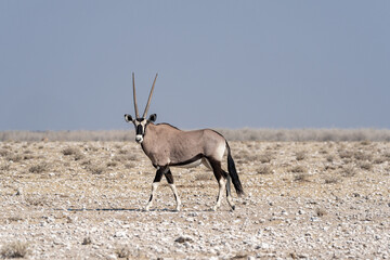 Oryx in Etosha, Namibia © Marcel Rudolph-Gajda