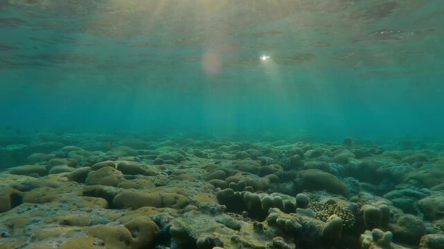 Flat-top on shallow coral reef under the bright rays of setting sun (golden hour). Top of inner reef bathed in sunny evening light at sunset. 