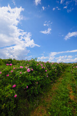 Obraz premium Landscape with a Rosa Damascena rose plantation, in the Rose Valley, the famous area in Bulgaria, two weeks before the second harvest