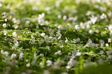 Close-up of a blooming field of white wood anemone flowers in a sunlit forest © castenoid