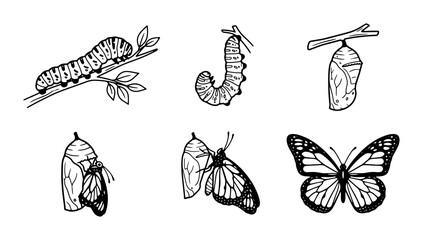 Butterfly Life Cycle Stages, Vector Illustration: Caterpillar, Chrysalis, Emergence, Adult Monarch © Nabila