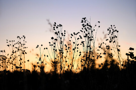 beautiful abstract evening nature background with silhouettes of wild grass stems at sunset. artistic pastoral landscape of grass field. relax, harmony, meditation atmosphere. template for design