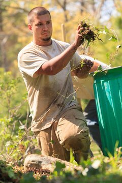 Landscaper clearing weeds from a garden