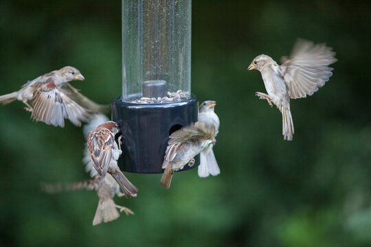 Sparrows eating sunflower seeds in a feeder