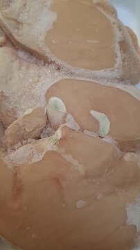 "Close-up of raw chicken breast fillets on a white styrofoam tray. The chicken shows signs of discoloration with visible green patches, indicating spoilage or poor quality, highlighting food safety co