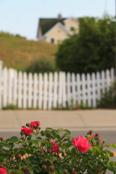 Red roses with white picket fence