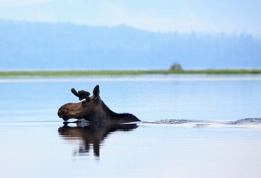 Moose with flies over head crossing river