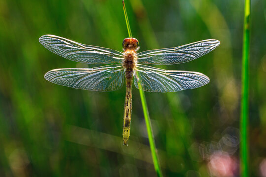 Dragonfly in Lake Umbagog