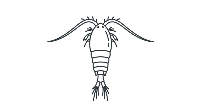 Minimalist copepod crustacean dorsal view line art.
