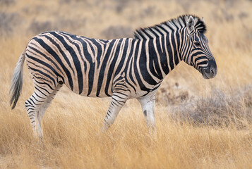 Obraz premium A Plains Zebra in Etosha National Park, Namibia, Africa