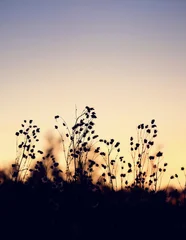 Fototapeten Beige beautiful abstract evening nature background with silhouettes of wild grass stems at sunset. artistic pastoral landscape of grass field. relax, harmony, meditation atmosphere. copy space  © Ju_see