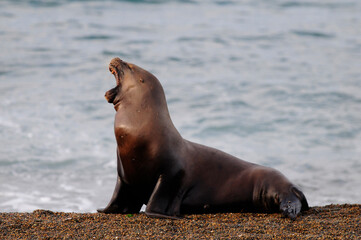 Fototapeta premium South American Sea Lion , Peninsula Valdes, Chubut Province Patagonia Argentina.