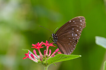 Close up of a brown butterfly perched on red pentas flowers sucking nectar with soft green bokeh background and copy space © Kazutaka