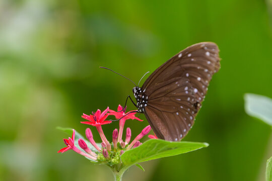 Close up of a brown butterfly perched on red pentas flowers sucking nectar with soft green bokeh background and copy space