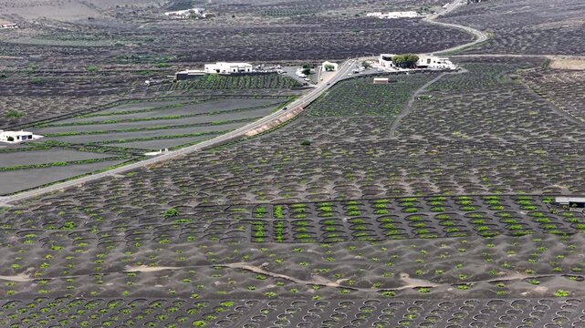 Aerial View of La Geria Lanzarote Volcanic Vineyards and Malvasia Wine Production Valley