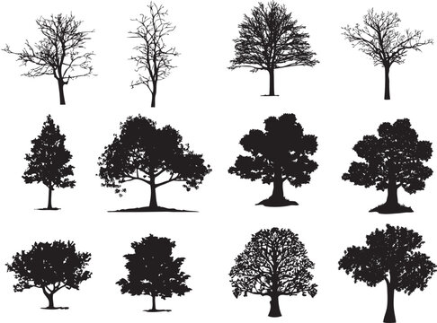 Black silhouette of various tree types, isolated on white background, black tree silhouette, isolated tree