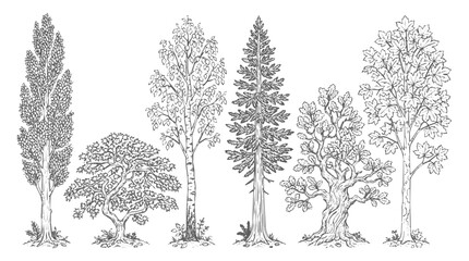 Fototapeta premium Hand-drawn botanical tree sketch set featuring vintage nature elements with pine, oak, and maple silhouettes for forest-themed design.