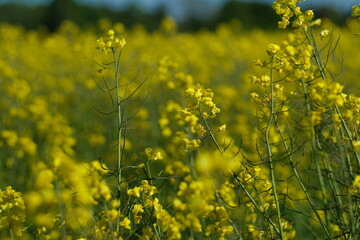 Obraz premium A soft, sunlit view of yellow blossoms rising above green stems, with a blurred field behind them that creates a warm, glowing sense of depth and early-summer brightness.