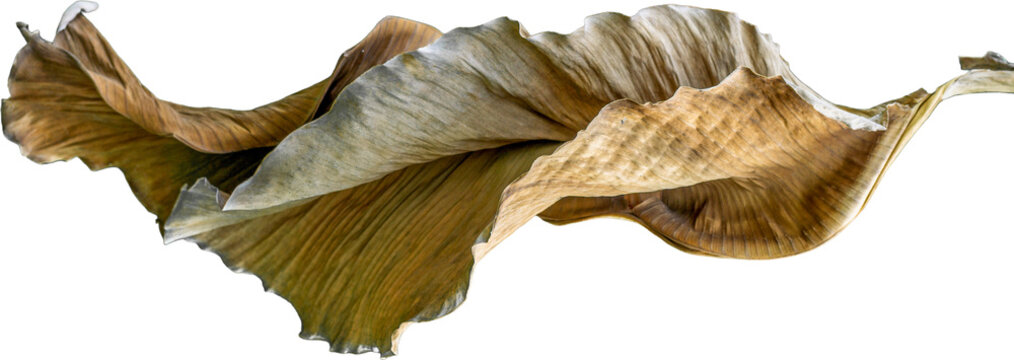 Isolated dry banana leaf on transparent background, real textured dried tropical foliage PNG element for digital graphic design