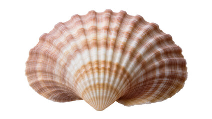Scallop seashell with radiating ribs and brown and white stripes © Sophia