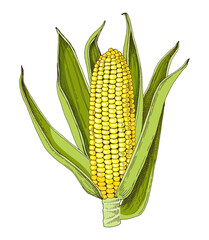 Obraz premium Corn cob hand drawn vector illustration