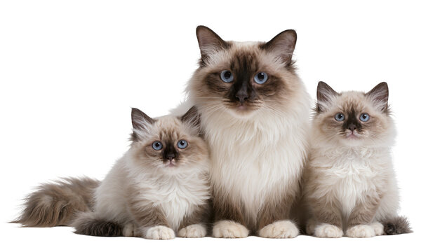 Three Ragdoll cats adult and kittens, with blue eyes and fluffy fur