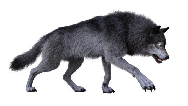 Gray wolf with glowing eyes walking