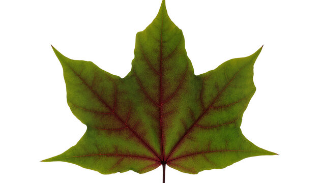 Green maple leaf with red veins
