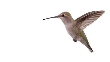 Obraz premium Hummingbird with wings spread in flight, detailed feathers