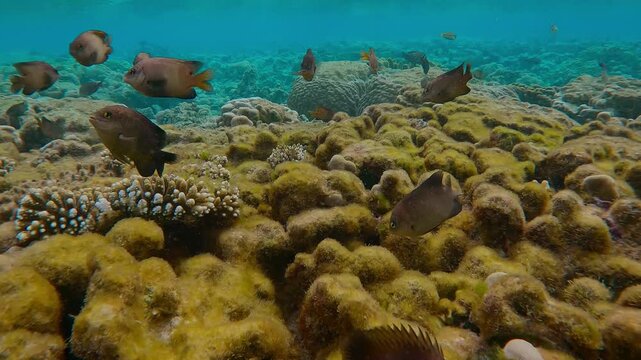 A curious group of Dusky Farmerfish, Stegastes nigricans, swim up close and looking at camera, not swimming away from their burrows in algae-covered corals on the flat top of a shallow coral reef