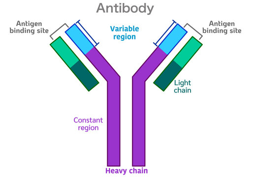 Antibody, antigen bond. Antigen binding site. Schematic structure of an IgG molecule. Similar to a lock and key. Illustration vector