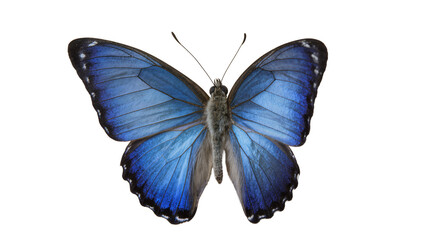Blue Morpho Butterfly with Detailed Wings © Sophia