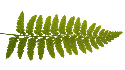 Green fern frond with serrated leaves and central stem © Sophia