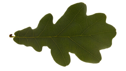 Fototapeta premium Green oak leaf with detailed veins and lobed edges