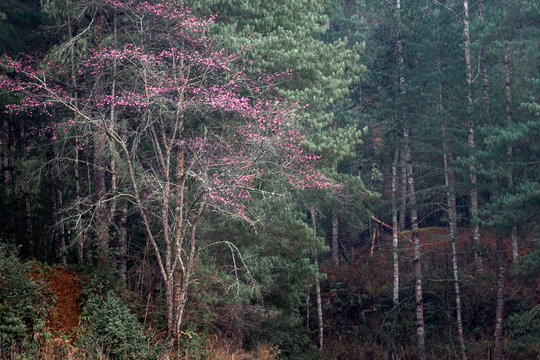 Wild Pink Cherry Blossoms Blooming Before a Pine Forest and Rural Fields in Ziro Valley, Arunachal Pradesh, India