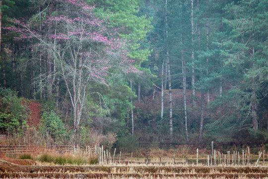 Wild Pink Cherry Blossoms Blooming Before a Pine Forest and Rural Fields in Ziro Valley, Arunachal Pradesh, India