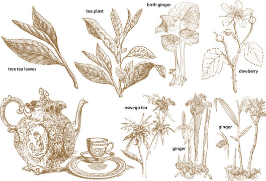 Vintage botanical of tea plants, ginger, and lemongrass with dried leaves and roots vintage botanical tea plant