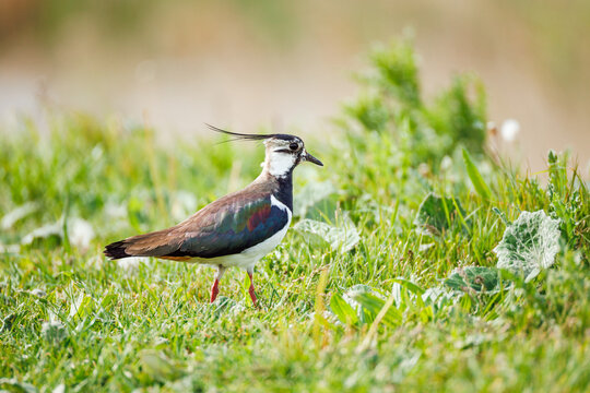 Northern Lapwing (Vanellus vanellus) close portrait in grass, dramatic wispy crest, iridescent green-black plumage, bold black and white face, orange-red legs