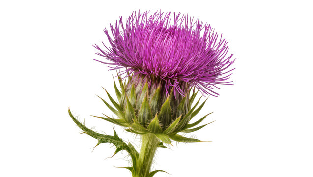 Purple thistle flower with green spiky leaves and stem